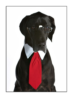 Doggie Design（ドギーデザイン）Red, Black & Grey Satin Neck Ties & Collar レッド ブラック グレー ネクタイ セット