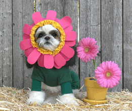 Doggie Design（ドギーデザイン）NEW Flower Costume ビバリーヒルズ フラワー コスチューム