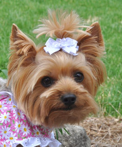 Doggie Design（ドギーデザイン）Pink Daisy Flower Garden Dress デイジー フラワー ガーデン ドレス セット