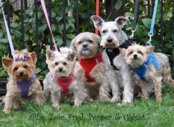 Doggie Design（ドギーデザイン）American River Ultra Harness Black アメリカン リバー パテント ペンディング ハーネス