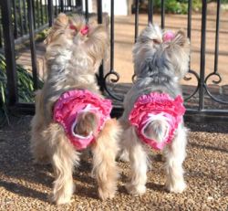 Doggie Design（ドギーデザイン）NEW Ruffled Solid Pink Panties ニュー フリル ピンク パンティー