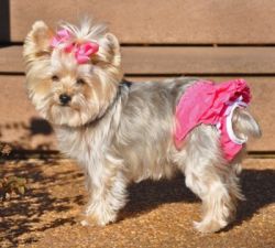 Doggie Design（ドギーデザイン）NEW Ruffled Solid Pink Panties ニュー フリル ピンク パンティー
