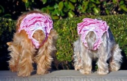Doggie Design（ドギーデザイン）NEW Ruffled Pink Gingham Panties ニュー フリル ピンク ギンガム パンティー