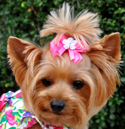 Doggie Design（ドギーデザイン）Fuchsia Flower Garden Dress フクシア フラワー ガーデン ドレス セット