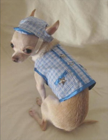 Blue Little Star Dog Harness ブルー リトル スター ドッグ ハーネス
