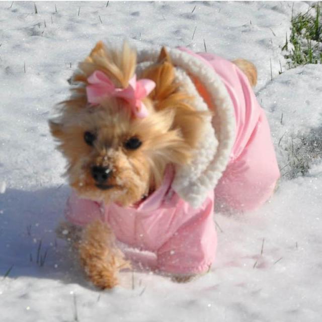 Doggie Design（ドギーデザイン）Pink Ruffin It Dog Snow Suit Harness ピンク ラフィン スノー スーツ
