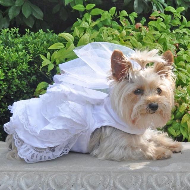 Doggie Design（ドギーデザイン）ドッグウェア Dog Wedding Harness Dress Set  ウエディング ドレス セット