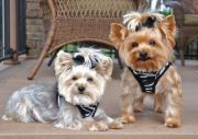 Doggie Design(ドギーデザイン)Zebra Ultra Choke Free Harness パテント ペンディング ハーネス ゼブラ カラー