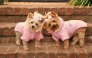 Doggie Design(ドギーデザイン)Pink Parka Coat ピンク パーカー コート リムーバブル フード
